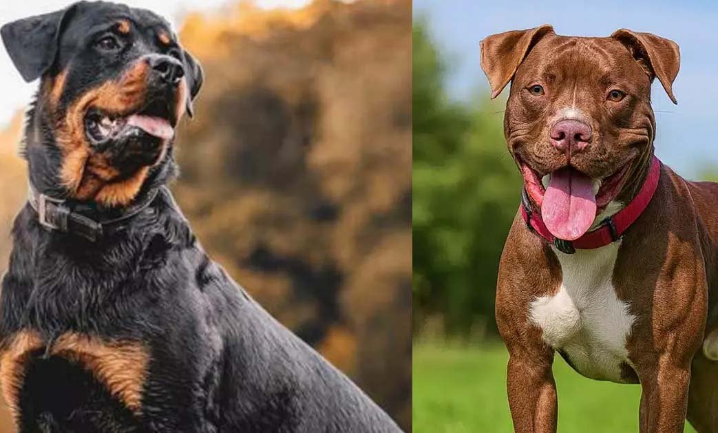 சென்னையில் பிட்புல், ராட்வீலர்  இன நாய்களை புதிதாக வாங்க தடை